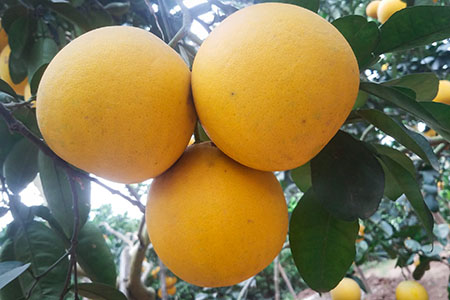 Kỹ thuật chăm sóc bưởi diễn giai đoạn đậu quả