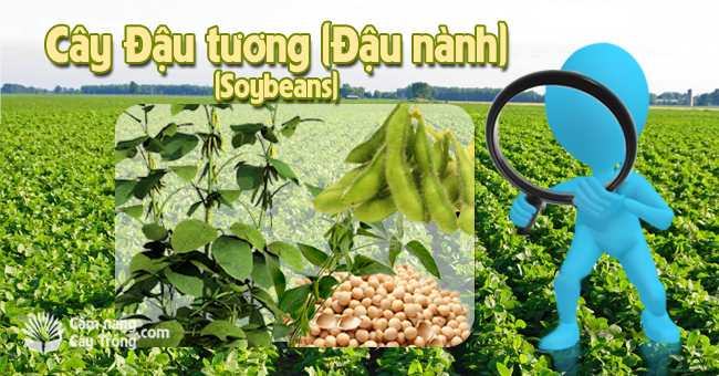 Cây đậu tương (đậu nành)