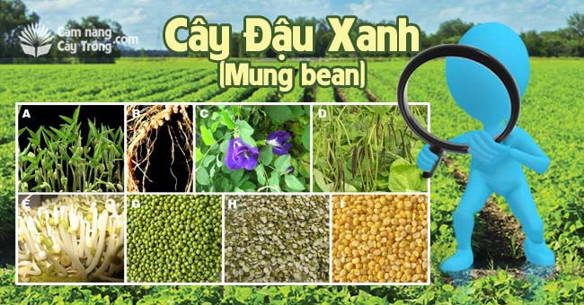 Cây đậu xanh