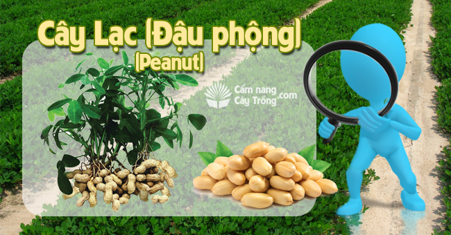 Cây lạc (đậu phộng)