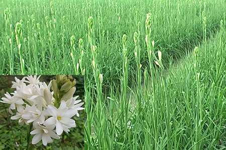 Kỹ thuật trồng cây hoa huệ vào ngày tết