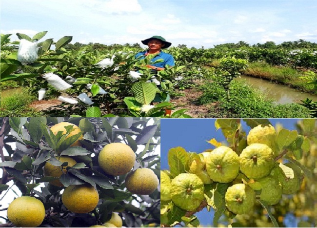 Quy trình kỹ thuật trồng xen ổi trong vườn cam