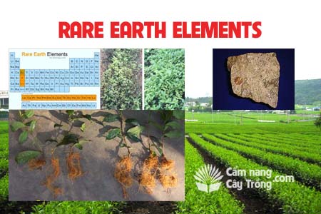 Vi lượng đất hiếm - Rare Earth Elements