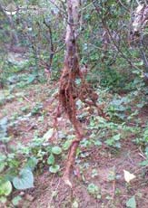 Rễ cây đào cảnh