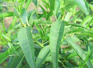 Lá cây đào cảnh