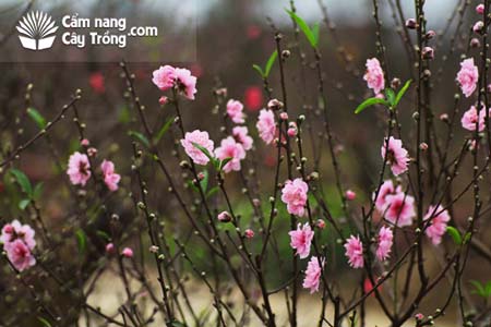 Đào phai Nhật Tân cánh kép