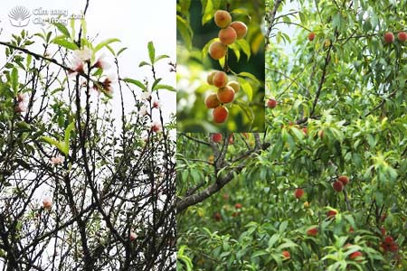 Hoa, quả đào Mộc Châu