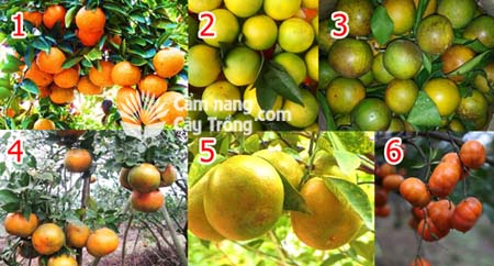 6 Giống cam ngon nhất Việt Nam