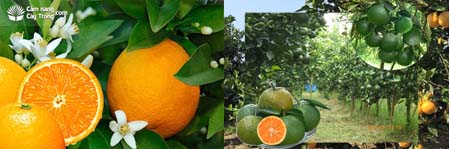 Cam Vinh và cam Sành