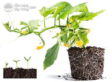 Cây dưa leo, rễ dưa leo