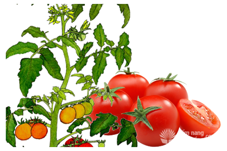 Cây cà chua, đặc điểm sinh thái cây cà chua, tomato
