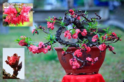 Đào thất thốn, nụ hoa và hoa đào thất thốn