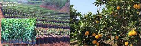 Cây cam giống và cây cam Vinh