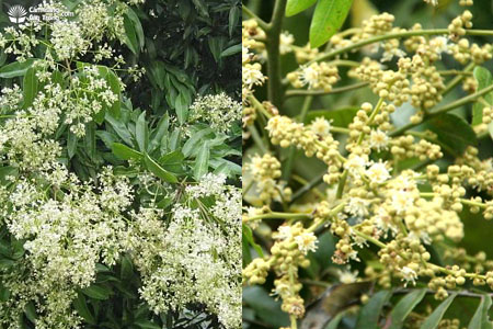 Hoa vải và hoa nhãn