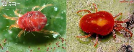 Nhện đỏ Tetranychus sp.