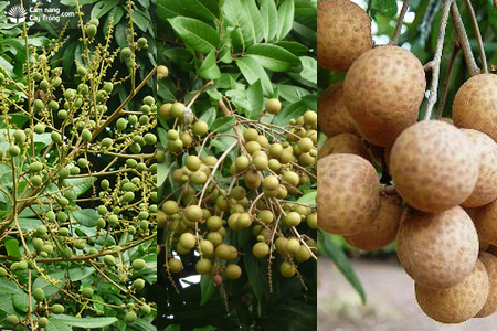 Sự phát triển của quả nhãn trên cây