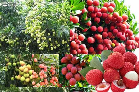 Quả vải xanh và vải chín