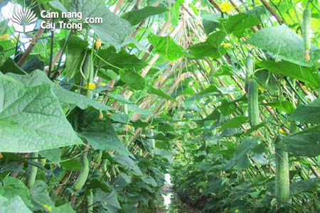 Dưa leo thuộc nhóm thân leo ưa nhiệt.