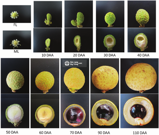 Sự phát triển của quả nhãn qua từng giai đoạn
