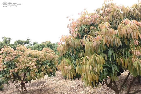 Cây vải đang ra lộc