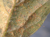 Nhện đỏ Tetranychus sp. và biện pháp phòng trị 2