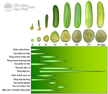 Giải phẫu trái dưa leo.
