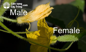Hoa dưa leo đực và cái