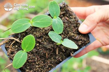 Lá mầm dưa chuột