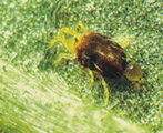 Nhện đỏ Tetranychus sp. và biện pháp phòng trị