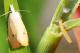 Sâu đục thân bướm 2 chấm